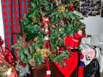 rfnc-natal2014-02